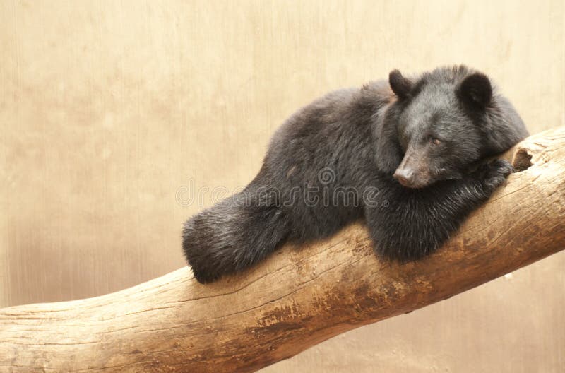 An immature Asiatic black bear relaxes in its enclosure at the Ueno Zoo. An immature Asiatic black bear relaxes in its enclosure at the Ueno Zoo.