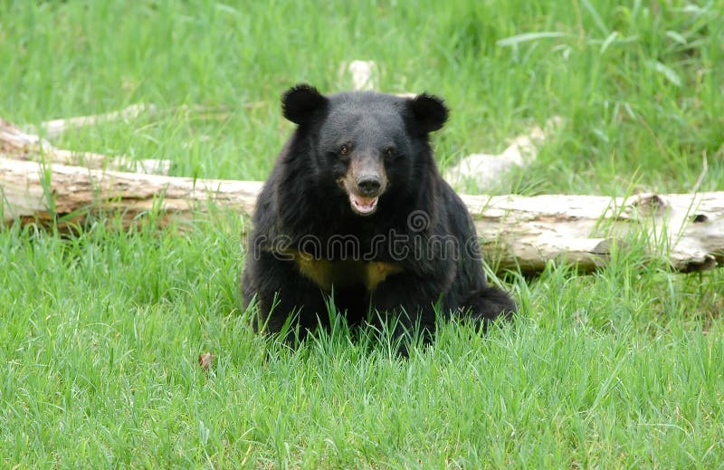 Asiatic black bear at chiang mai night safari. Asiatic black bear at chiang mai night safari