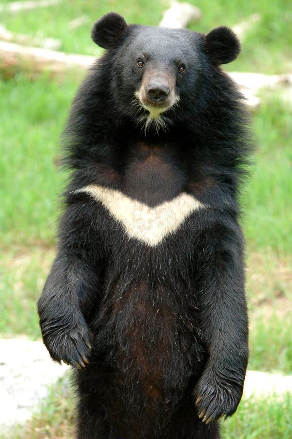 Asiatic black bear at chiang mai night safari. Asiatic black bear at chiang mai night safari