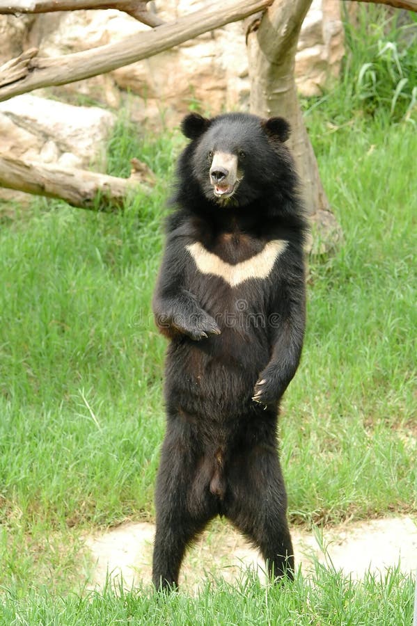 Asiatic black bear in chiang mai night safari. Asiatic black bear in chiang mai night safari