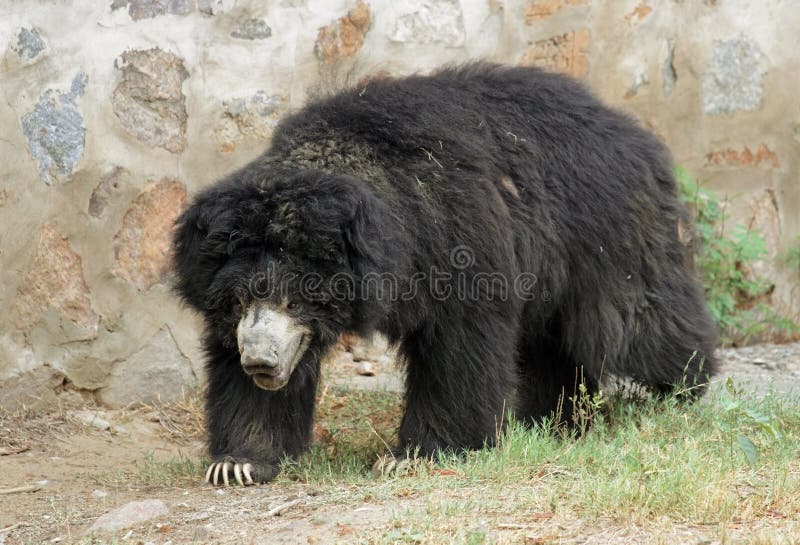 Asiatic Black Bear walking in a New Delhi Zoo, India. Asiatic Black Bear walking in a New Delhi Zoo, India