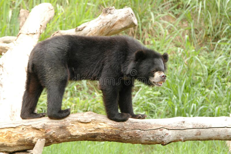 Asiatic black bear, chiang mai night safari. Asiatic black bear, chiang mai night safari