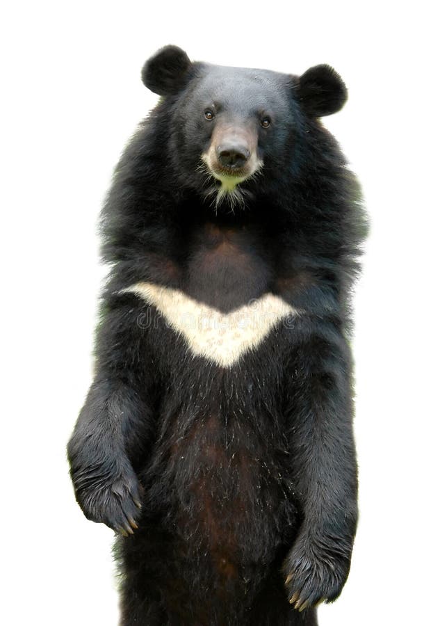 Asiatic black bear isolated on white background. Asiatic black bear isolated on white background