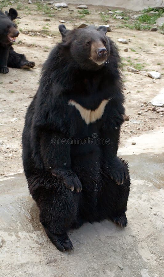 Asiatic black bears in the Moscow zoo. Asiatic black bears in the Moscow zoo