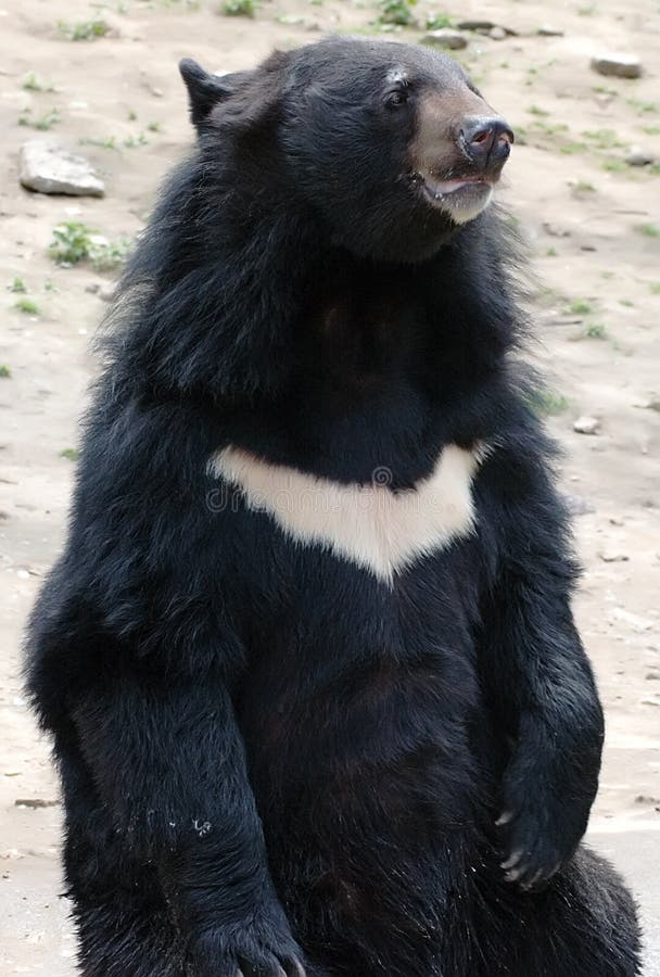 Asiatic black bear in the Moscow zoo. Asiatic black bear in the Moscow zoo
