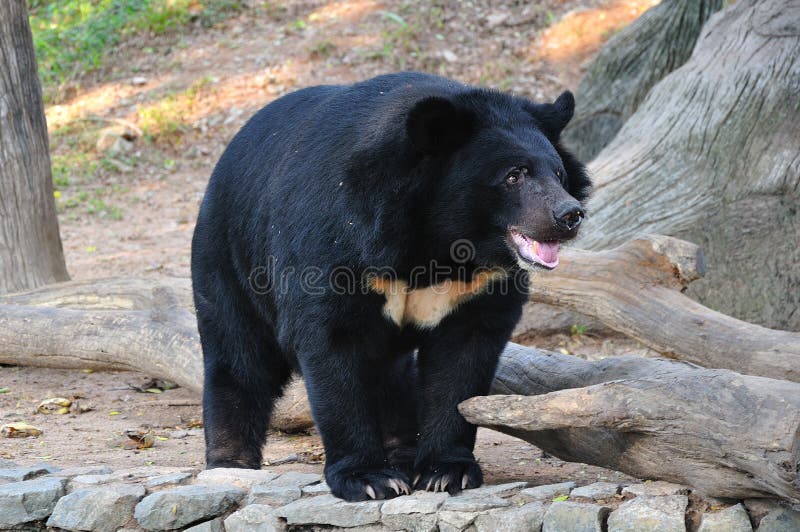 Asiatic black bear on stone. Asiatic black bear on stone