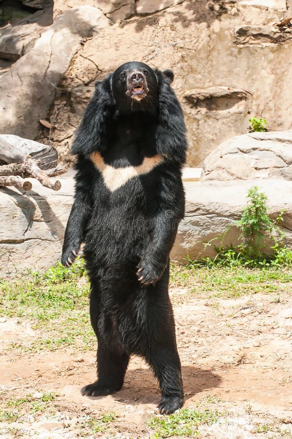 Asiatic black bear in the zoo. Asiatic black bear in the zoo.