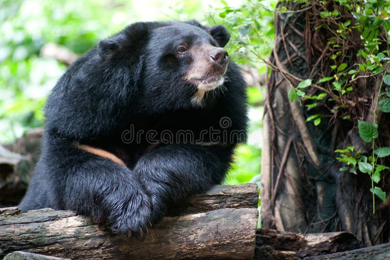 Asian black bear in happiness. Asian black bear in happiness.