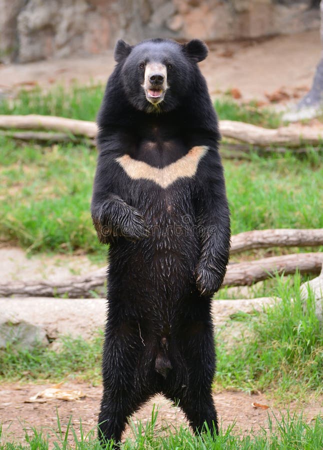 Asiatic black bear or moon bear (ursus thibetanus). Asiatic black bear or moon bear (ursus thibetanus)