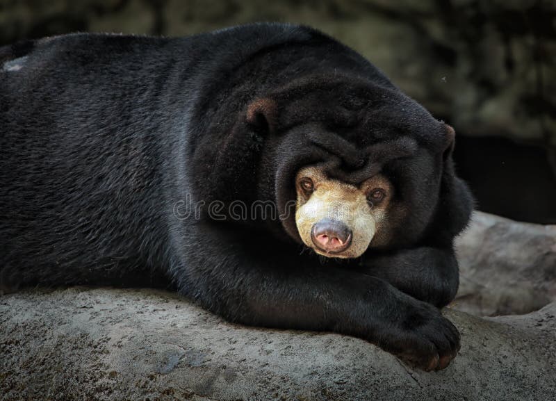 Asiatic black bear alone in the zoo. Asiatic black bear alone in the zoo