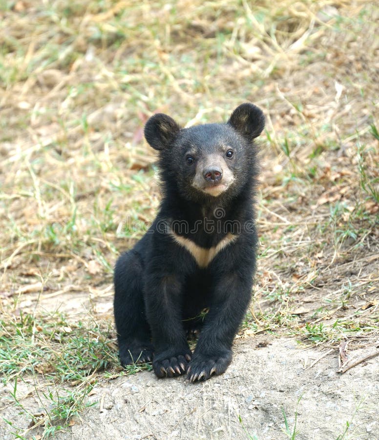 Young asiatic black bear usus thibetanus. Young asiatic black bear usus thibetanus