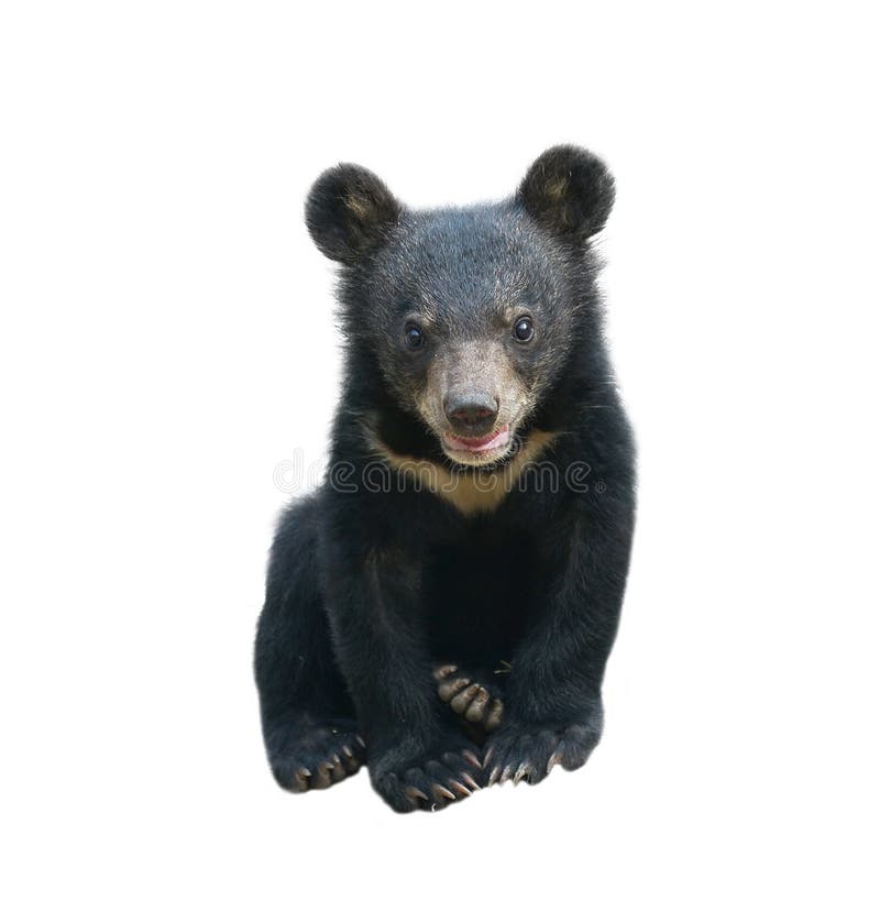 Young asiatic black bear isolated on white background. Young asiatic black bear isolated on white background