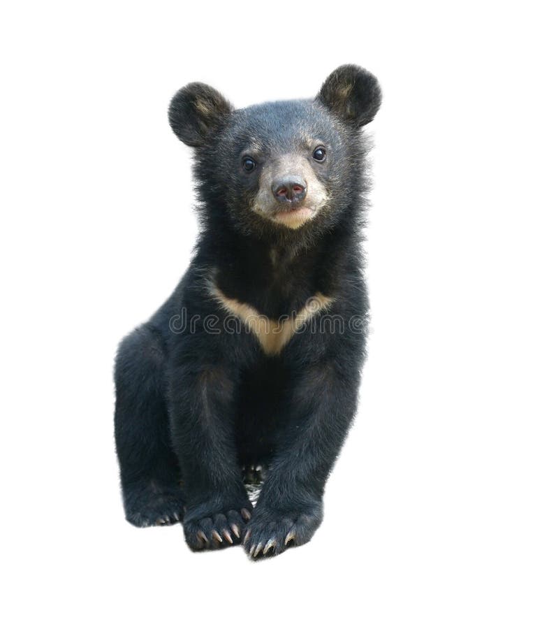 Young asiatic black bear isolated on white background. Young asiatic black bear isolated on white background