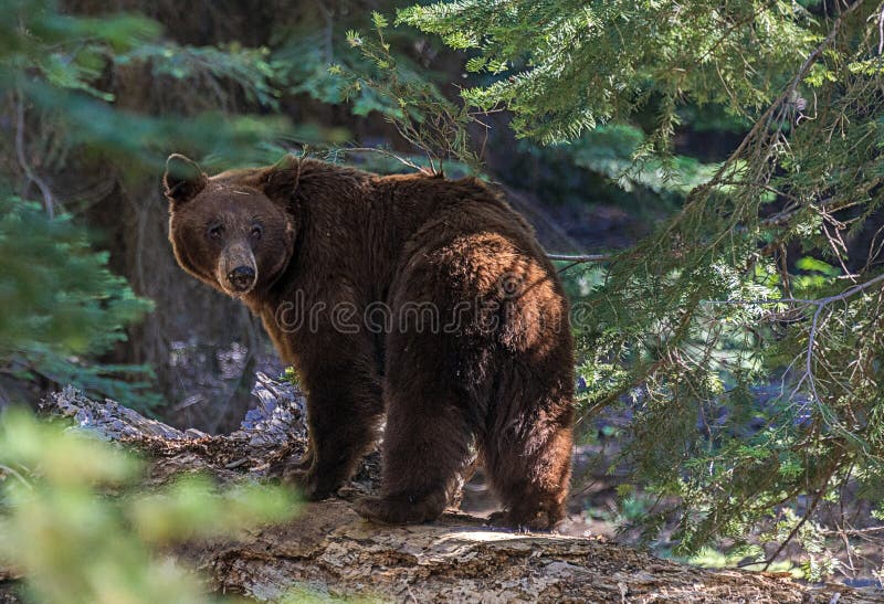 Urso-preto no Parque Nacional Sequoia imagens de stock