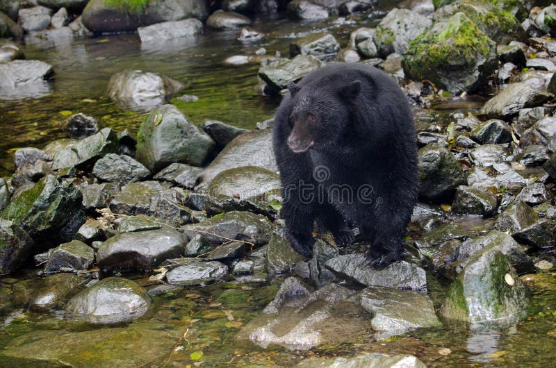 Urso preto no rio, ilha de Vancôver, Canadá fotografia de stock royalty free Urso preto no rio, ilha de Vancôver, Canadá fotografia de stock royalty free