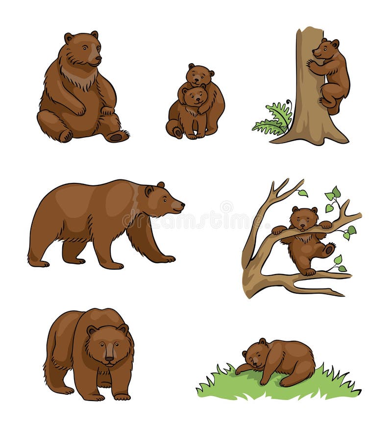 Ursos de Brown - ilustração do vetor