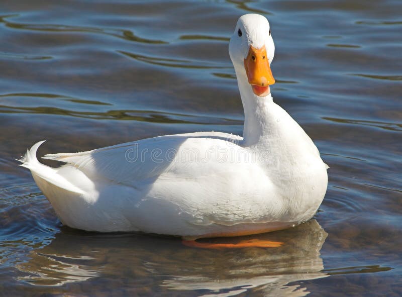Weiße Ente Mit Dem Orange Schnabel Und Den Füßen Eine Ausdehnung Habend ...