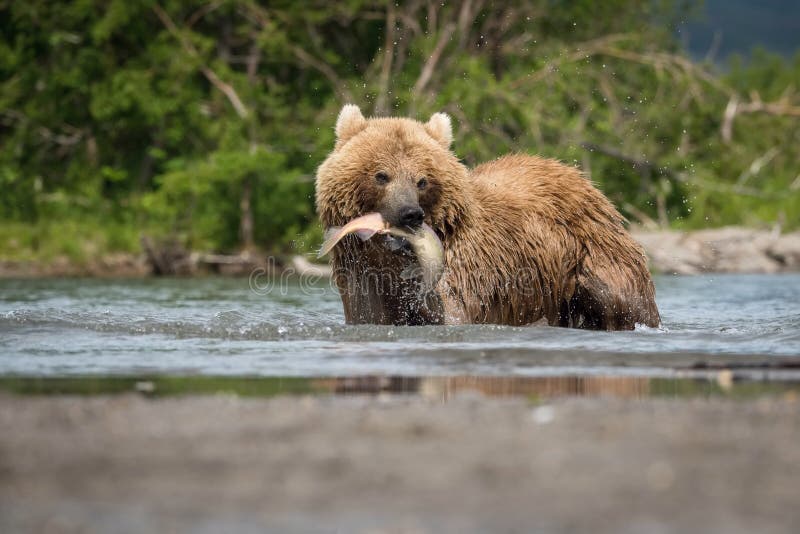 Ursus arctos beringianus foto de stock Ursus arctos beringianus foto de stock