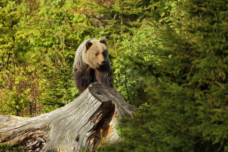 Ursus arctos. Medvěd hnědý. Fotografie byla pořízena na Slovensku.