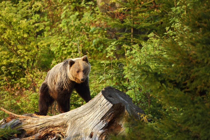 Ursus arctos. Brown bear. The photo was taken in Slovakia.