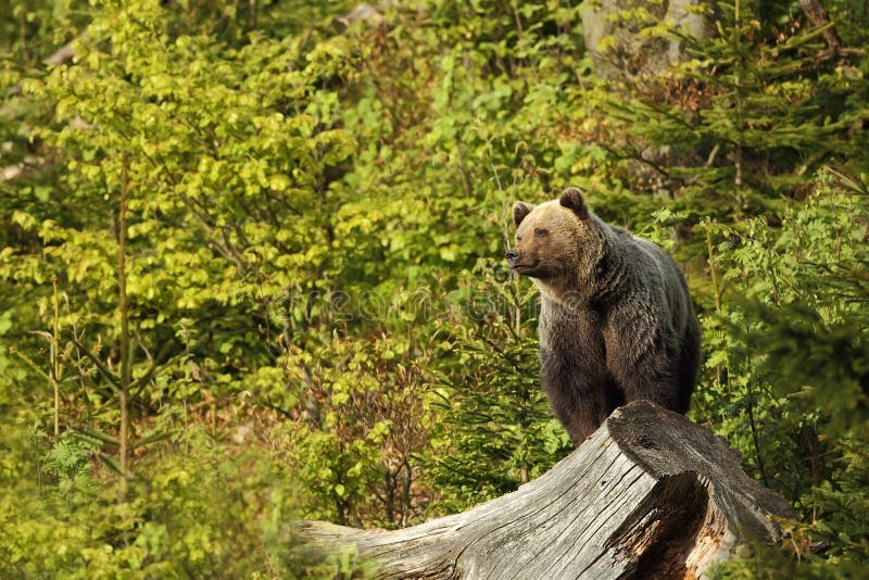 Ursus arctos. Brown bear. The photo was taken in Slovakia.