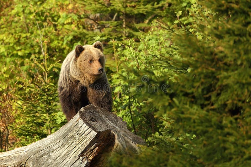 Ursus arctos. Brown bear. The photo was taken in Slovakia.