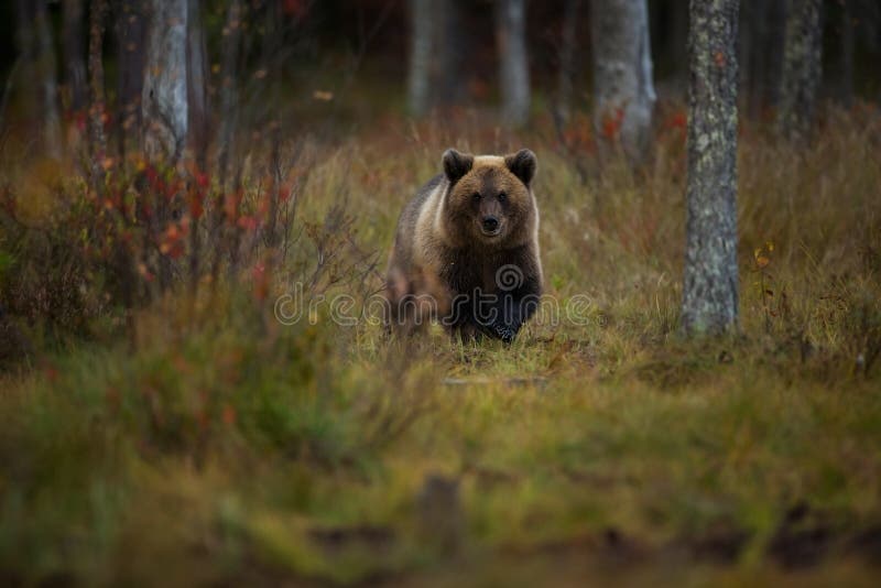 Ursus arctos Brown niedźwiedź jest wielkim drapieżnikiem w Europa fotografia royalty free Ursus arctos Brown niedźwiedź jest wielkim drapieżnikiem w Europa fotografia royalty free