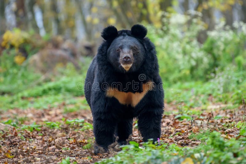 Asiatic black bear Ursus thibetanus in autumn forest. Wildlife scene from nature