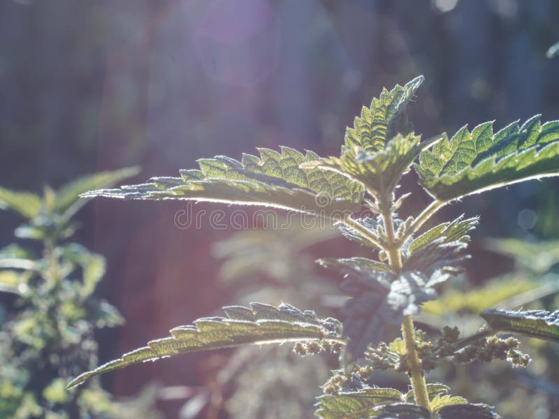 Photo shows some weeds growing on a courtyard - Urtica dioica - stinging nettle bevor weeding in garden - weed control