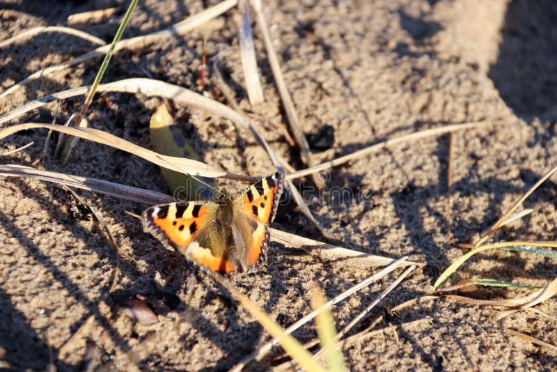 Urticae d'Aglais, urticae de Nymphalis Macro Papillon sur les tiges nues des herbes et des fleurs en retard images libres de droits Urticae d'Aglais, urticae de Nymphalis Macro Papillon sur les tiges nues des herbes et des fleurs en retard images libres de droits