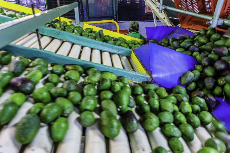 Avocado Packing Mexico Stock Photos Free & RoyaltyFree Stock Photos