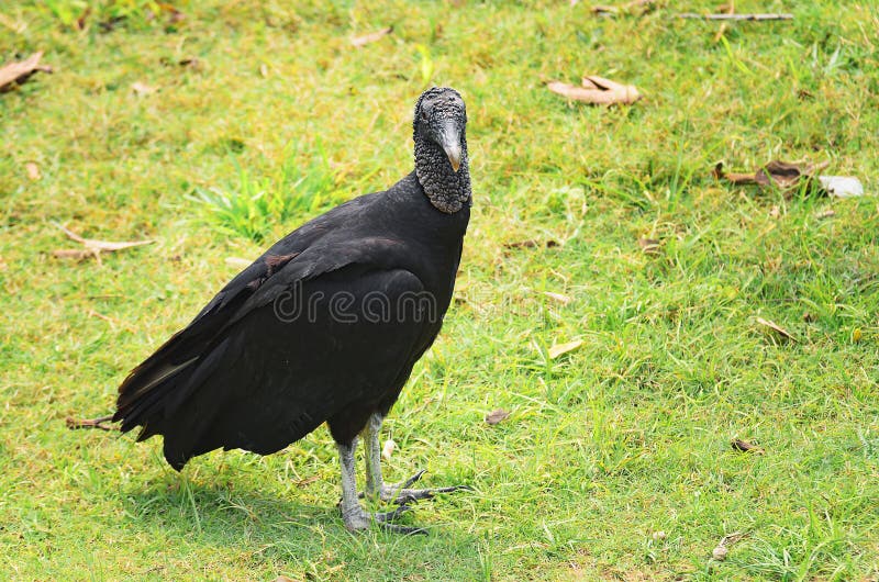 Urubu-de-cabeca-preta bird over a green grass