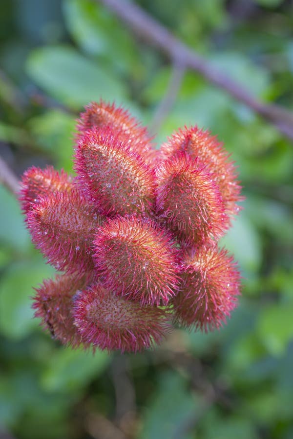 Urucum, Brazilian Fruit This fruit it is a typical from brazilian region. royalty free stock photo