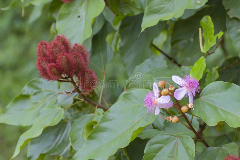 Urucum, Brazilian Fruit This fruit it is a typical from brazilian region. stock photos