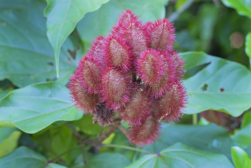 128 Urucum Fruit Stock Photos Free & RoyaltyFree Stock Photos from