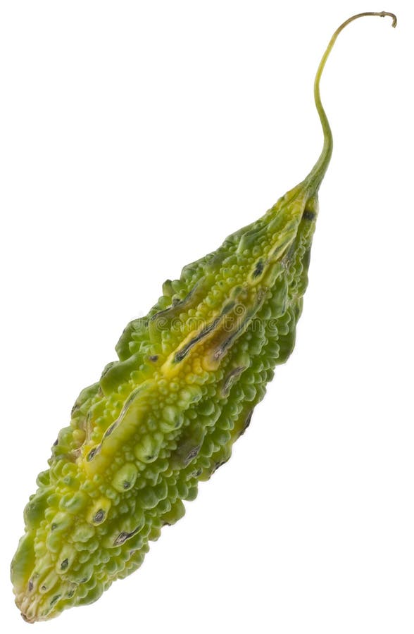 Uruială de pepene galben amar royalty free stock photos