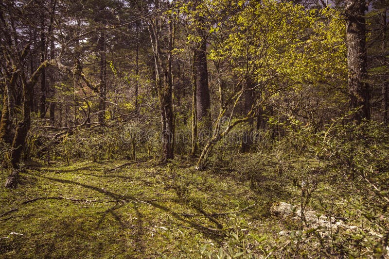 Primeval forest, Spruce Plateau, Yunnan province, China. Primeval forest, Spruce Plateau, Yunnan province, China