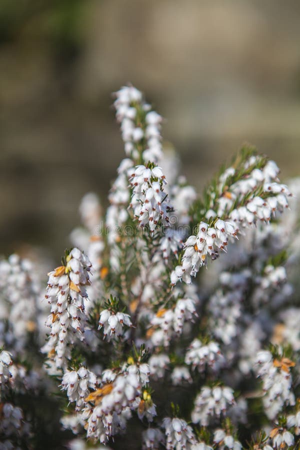 urze-branca-charneca-de-mola-na-flor-completa-imagem-de-stock-imagem