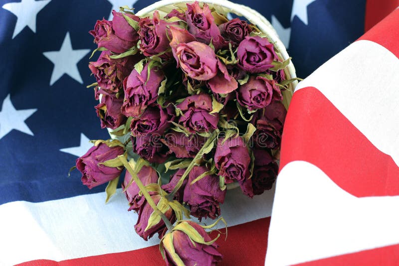 US flag rose flower stock photo. Image of military, insurance - 64579478