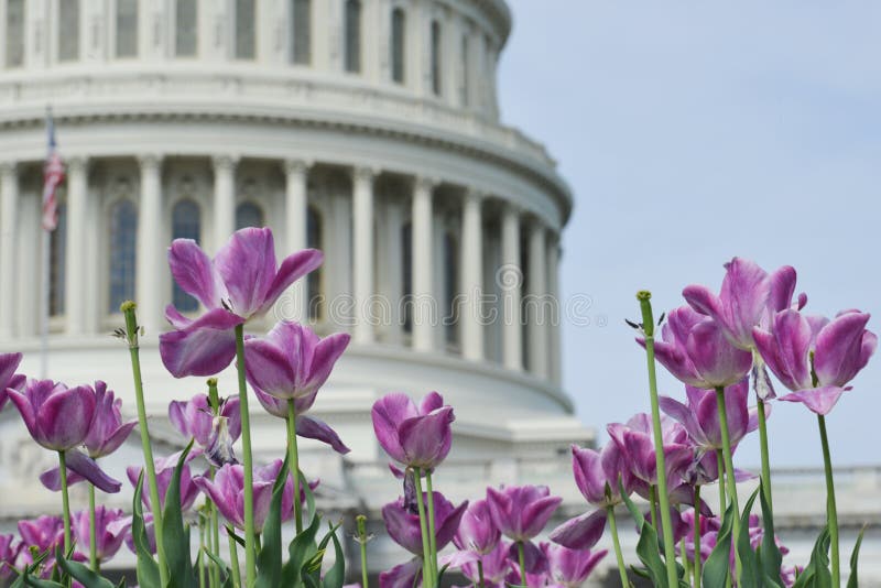 USA Capitol budynku kopuła z tulipanu przedpolem, washington dc, usa fotografia stock USA Capitol budynku kopuła z tulipanu przedpolem, washington dc, usa fotografia stock