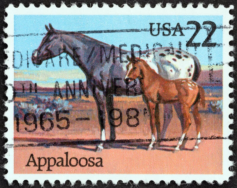 5,280 Appaloosa Horse Images, Stock Photos, 3D objects, & Vectors