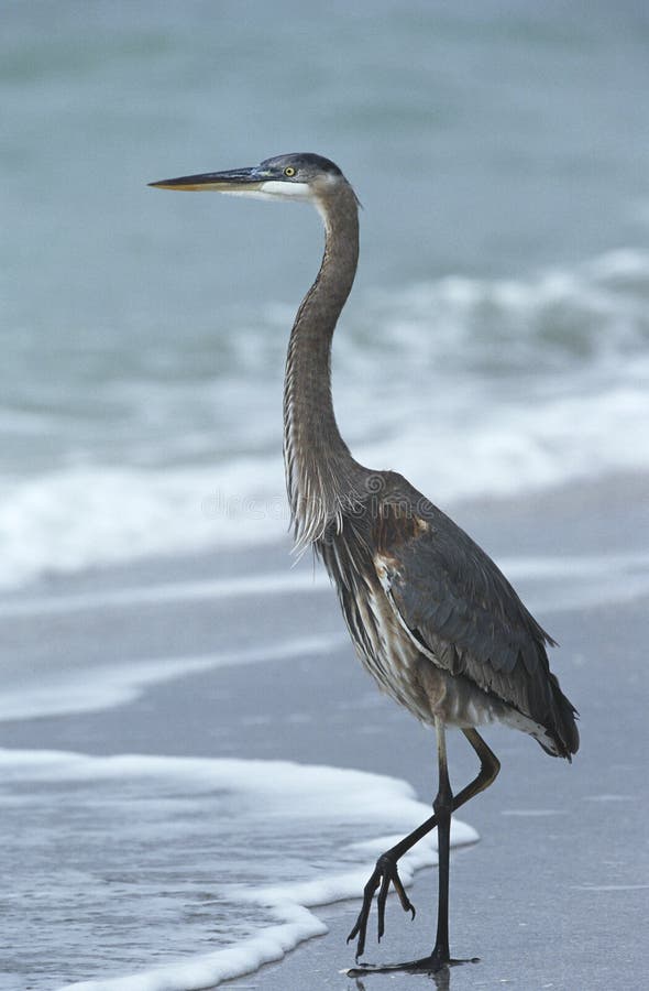 USA Florida Sanibel Island Great Blue Heron on beach side view