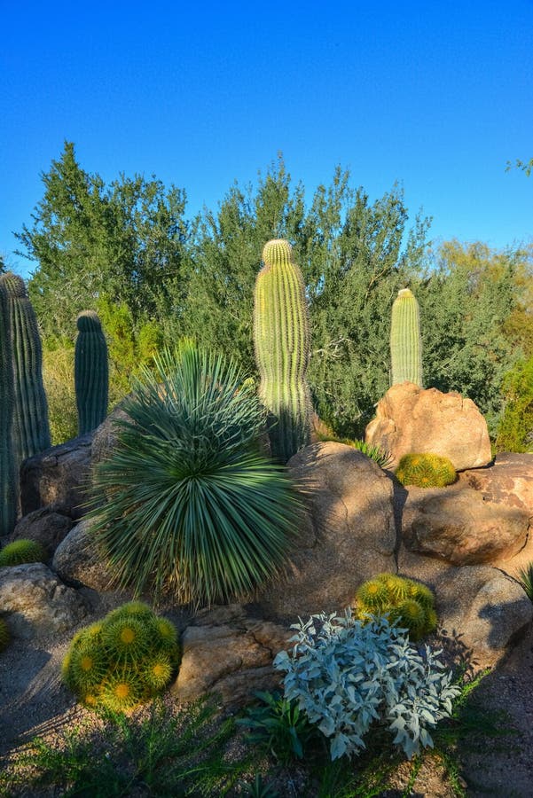 USA, PHENIX, ARIZONA- NOVEMBER 17, 2019: a Group of Succulent Plants ...