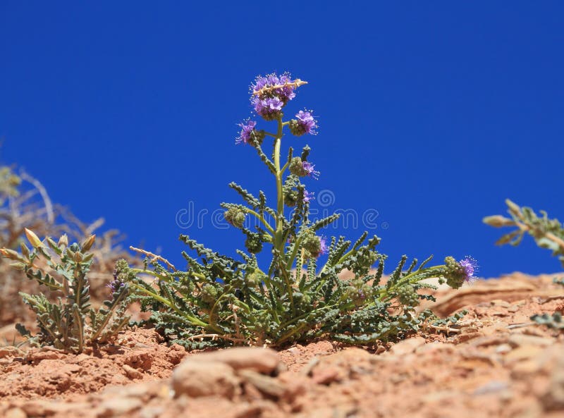 USA, Utah: Little desert flower - Scorpion Weed