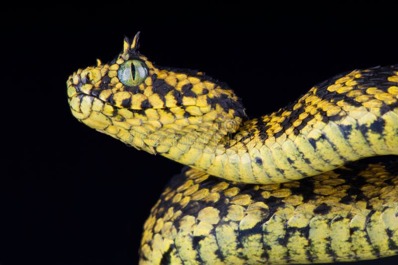 Two Venomous Variable Bush Viper Snakes (Atheris squamigera) coiled to  strike Stock Photo