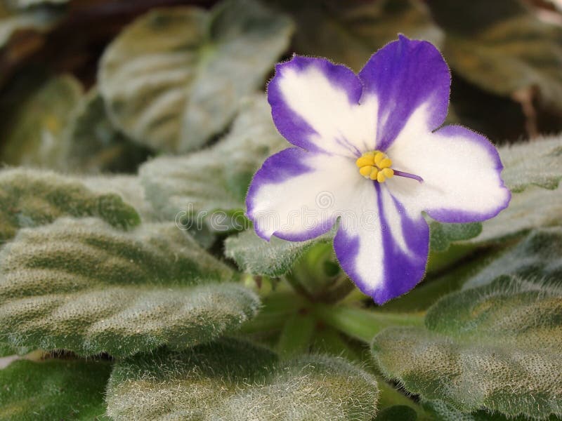 Usambaraveilchen-Blume lizenzfreie stockfotografie