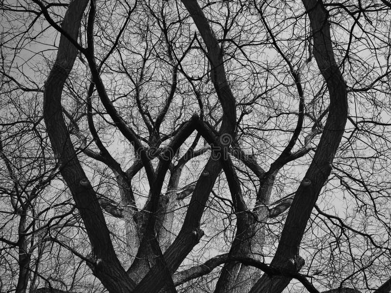 Dead Trees And Shadow Of An Evil Face In Inverted Color Effect. Black And  White Image. Concept Of Friday The 13th, Halloween, Mystery, Nightmare,  Etc. Stock Photo, Picture and Royalty Free Image.