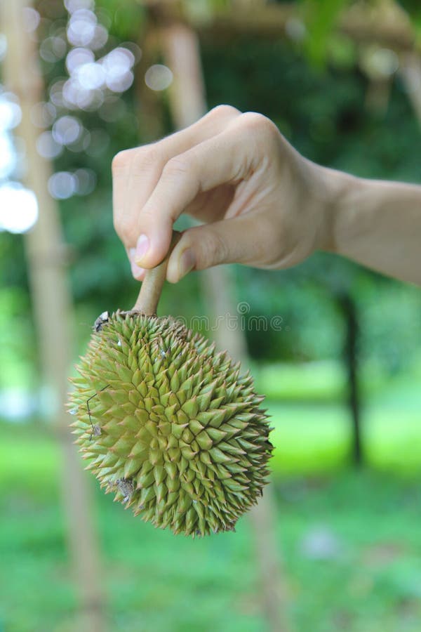 Use o assistente para levantar um durian pequeno de Montong que cai fora a ?rvore antes que possa ser usada como o alimento foto de stock Use o assistente para levantar um durian pequeno de Montong que cai fora a ?rvore antes que possa ser usada como o alimento foto de stock
