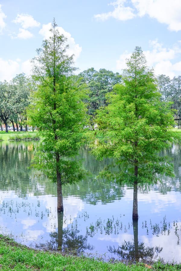 USF Campus Landscape Tree in Water Stock Image Image of flood, clean