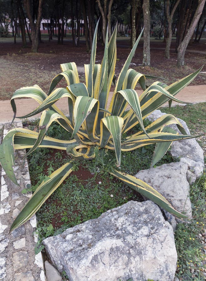 Usine americana d'aurea de marginata d'agave image libre de droits Usine americana d'aurea de marginata d'agave image libre de droits
